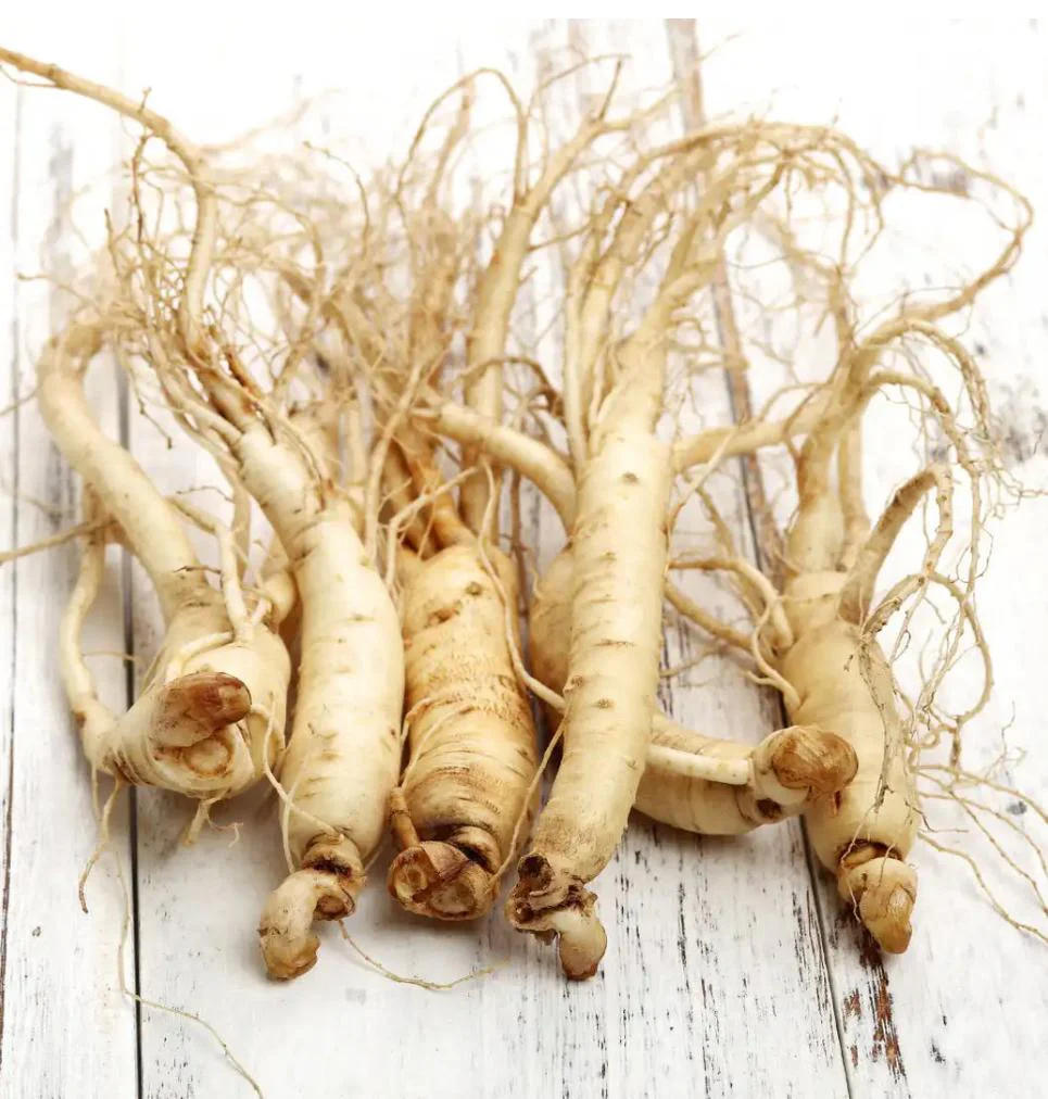 Raíz de Panax Ginseng